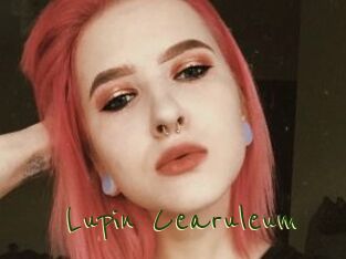Lupin_Cearuleum