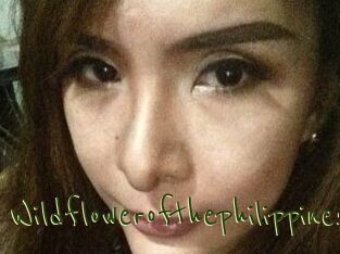Wildflowerofthephilippines